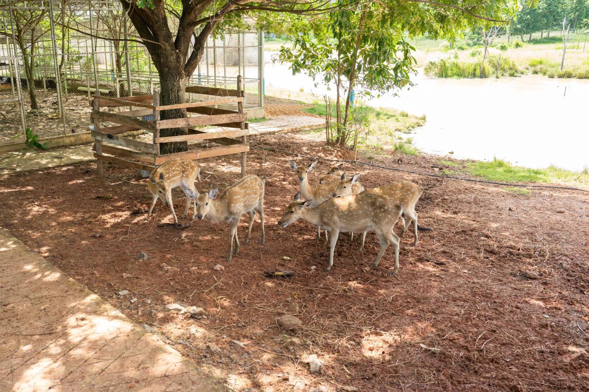 Phum Domnak Domrey Resort Chambok Dış mekan fotoğraf